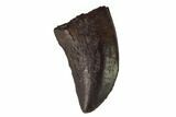 Juvenile Tyrannosaur Tooth - Judith River Formation #133595-1